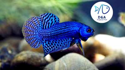 Live Betta Fish High Quality Wild Betta Male Alien Blue