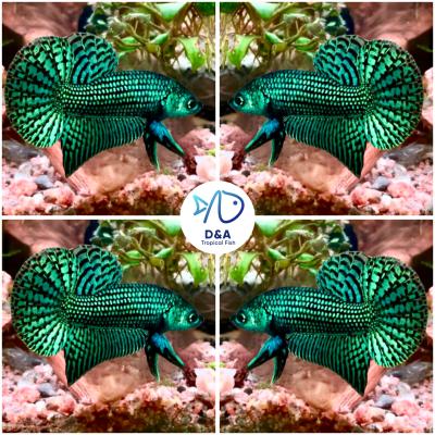 Live Betta Fish High Quality Wild Betta Male Alien Green