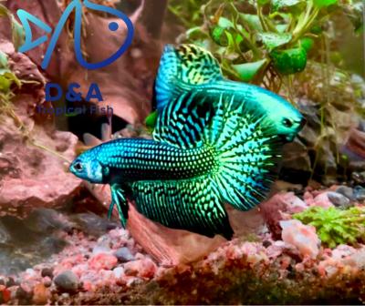 Live Betta Fish High Quality Wild Betta Male Alien Green