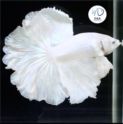 Male Betta Fish High Quality Male Halfmoon Platinum While Dumbo