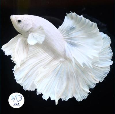 Male Betta Fish High Quality Male Halfmoon Platinum While Dumbo