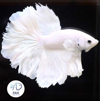 Male Betta Fish High Quality Male Halfmoon Platinum While Dumbo