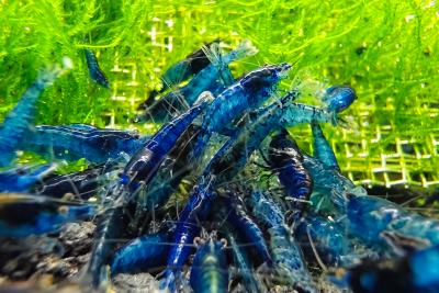 Mixed Color Neocaridina Shrimp - Aquarium Shrimp