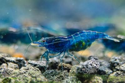 Mixed Color Neocaridina Shrimp - Aquarium Shrimp