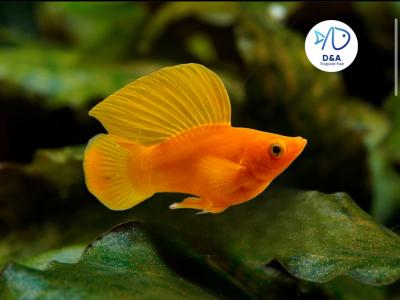 Orange Molly Fish - Big Dorsal & Short Body