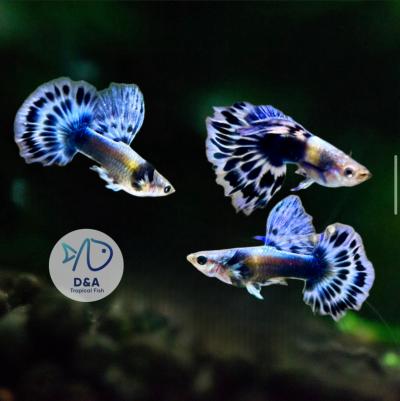 Aquarium Guppy Fish High Quality - Purple Ivory Mosaic Halfmoon - USA seller