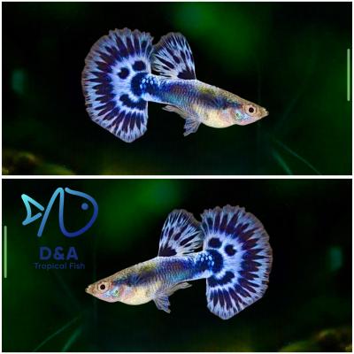 Aquarium Guppy Fish High Quality - Purple Ivory Mosaic Halfmoon - USA seller