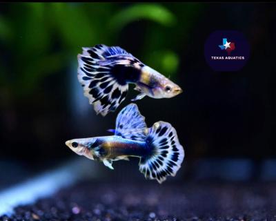 Aquarium Guppy Fish High Quality - Purple Ivory Mosaic Halfmoon - USA seller