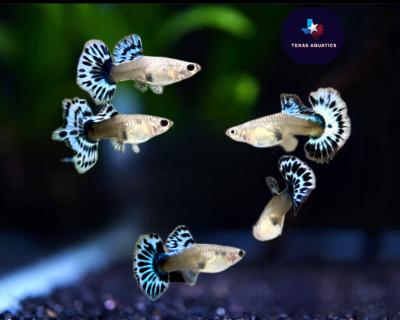 Aquarium Guppy Fish High Quality - Purple Ivory Mosaic Halfmoon - USA seller