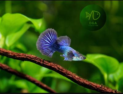 Aquarium Guppy Fish High Quality - Purple Dragon - USA Seller