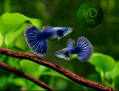 Purple Dragon Guppy Fish