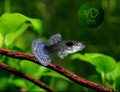 Purple Dragon Guppy Fish