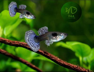 Purple Dragon Guppy Fish