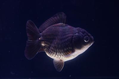Ranchu 3.5-4 inches - Goldfish