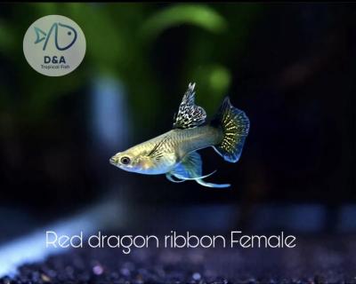 Super Red Dragon Ribbon DBS - Guppy