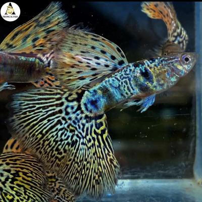 Aquarium Guppy Fish High Quality - Tiger King Cobra - USA Seller