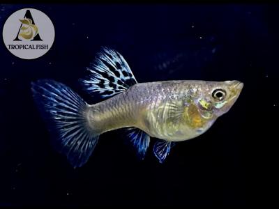 Aquarium Guppy Fish High Quality - Tiger King Cobra - USA Seller