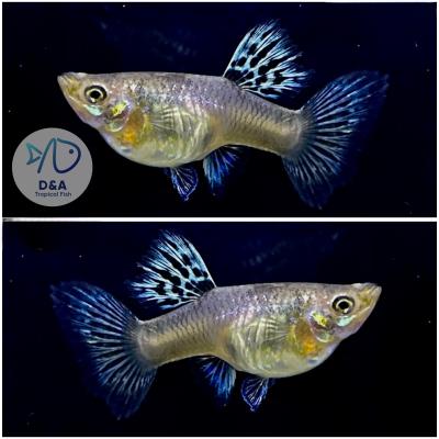 Aquarium Guppy Fish High Quality - Tiger King Cobra - USA Seller