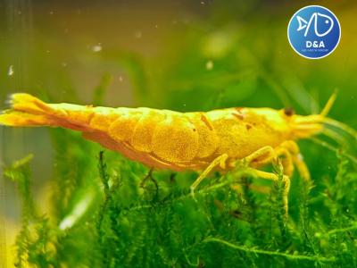 Ultra Gold Neocaridina Shrimp - High Grade
