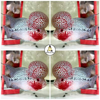 VIP Red Dragon Flowerhorn 3-4 Inches