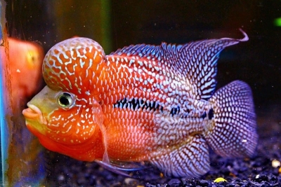 Red spotted Flowerhorn