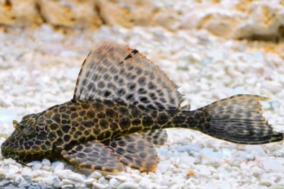 Red spotted Juveniles