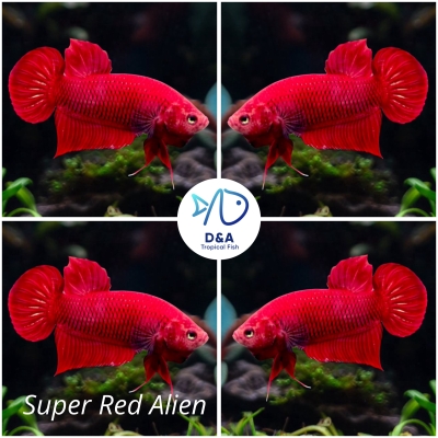 1 M Betta High Quality - Wild Betta Super Red Alien