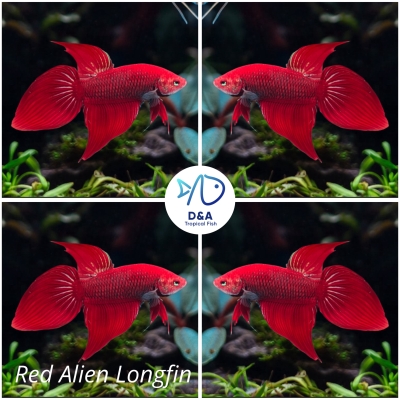 1 M  Betta High Quality - Wild Betta Super Red Alien