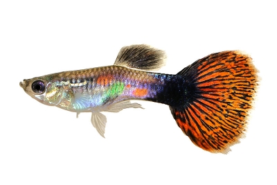 Red spotted Guppy
