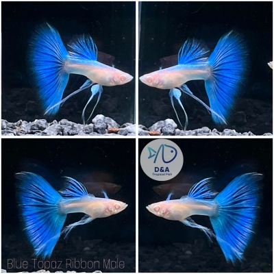 Abino Blue Topaz Ribbons Fin C Guppy