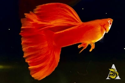 Abino Full Red, Big Dorsal - High Quality Live Guppy Fish - Grade A