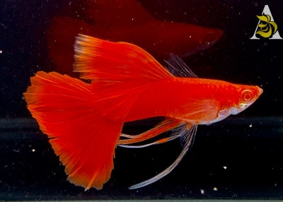 Abino Full Red Ribbons - High Quality Live Guppy Fish - Grade A+