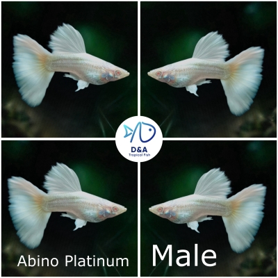 Live Aquarium Guppy Fish High quality - Abino Platinum - USA Seller