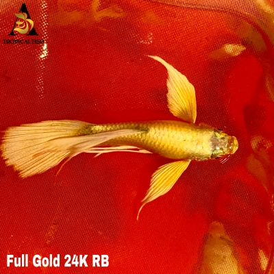Full Gold 24K Full Ears Ribbons - Guppy