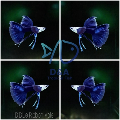 Aquarium Guppy Fish High Quality - Half Black Blue Ribbons Fin C - USA Seller