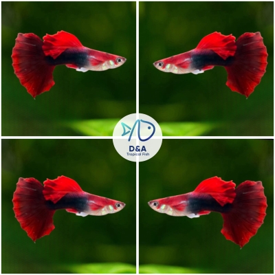 Aquarium Guppy Fish High Quality - Half Black Flower Red Rose - USA Seller