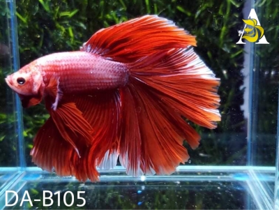 DA-B105 Live Betta Fish High Quality- Red Halfmoon Big Dorsal Male BETTA VIP