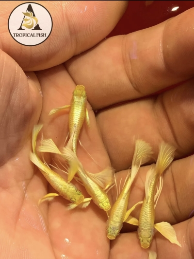 Aquarium Guppy Fish - Full Gold 24K Full Ears Ribbons - USA Seller