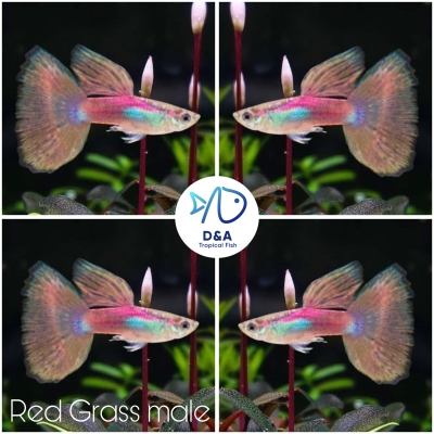 Aquarium Guppy Fish High Quality - Pink Grass Big Dorsal - USA Seller