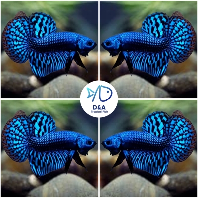 Live Betta Fish High Quality Wild Betta Male Alien Blue