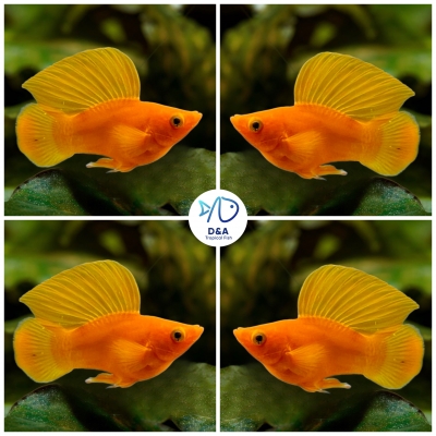 Orange Molly Fish - Big Dorsal & Short Body