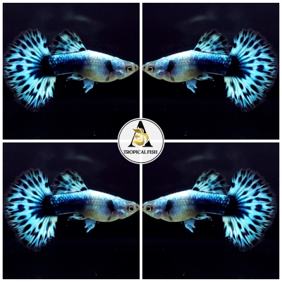 D A TROPICAL FISH