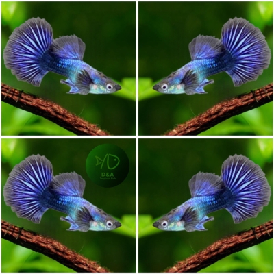 Live Aquarium Guppy Fish High Quality - Purple Dragon - USA Seller