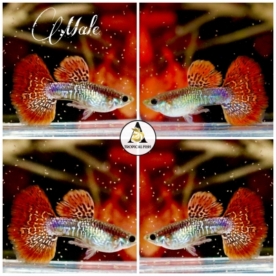 Snakeskin Red Mosaic Halfmoon - Guppy